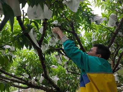 果園實地採收作業體驗